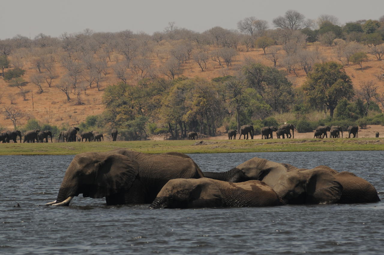 Ngoma Safari Lodge Kavimba Kültér fotó