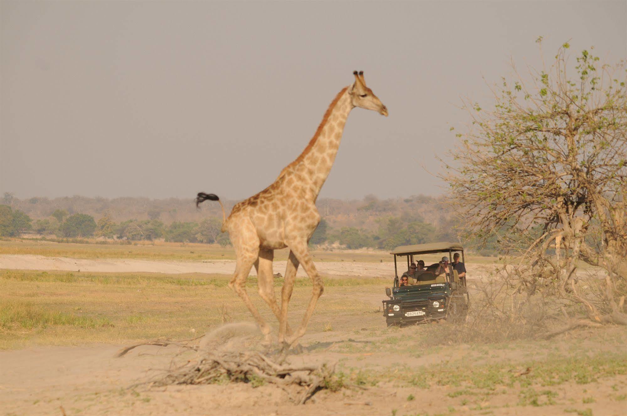 Ngoma Safari Lodge Kavimba Kültér fotó