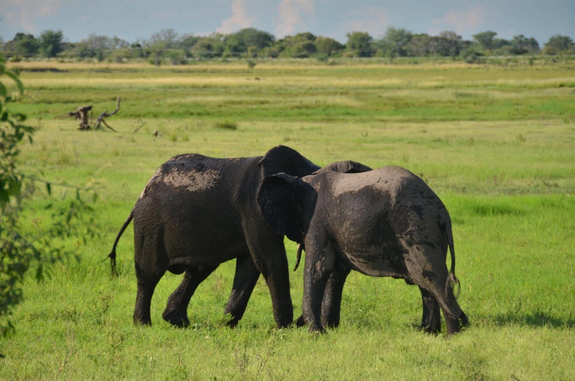 Ngoma Safari Lodge Kavimba Kültér fotó