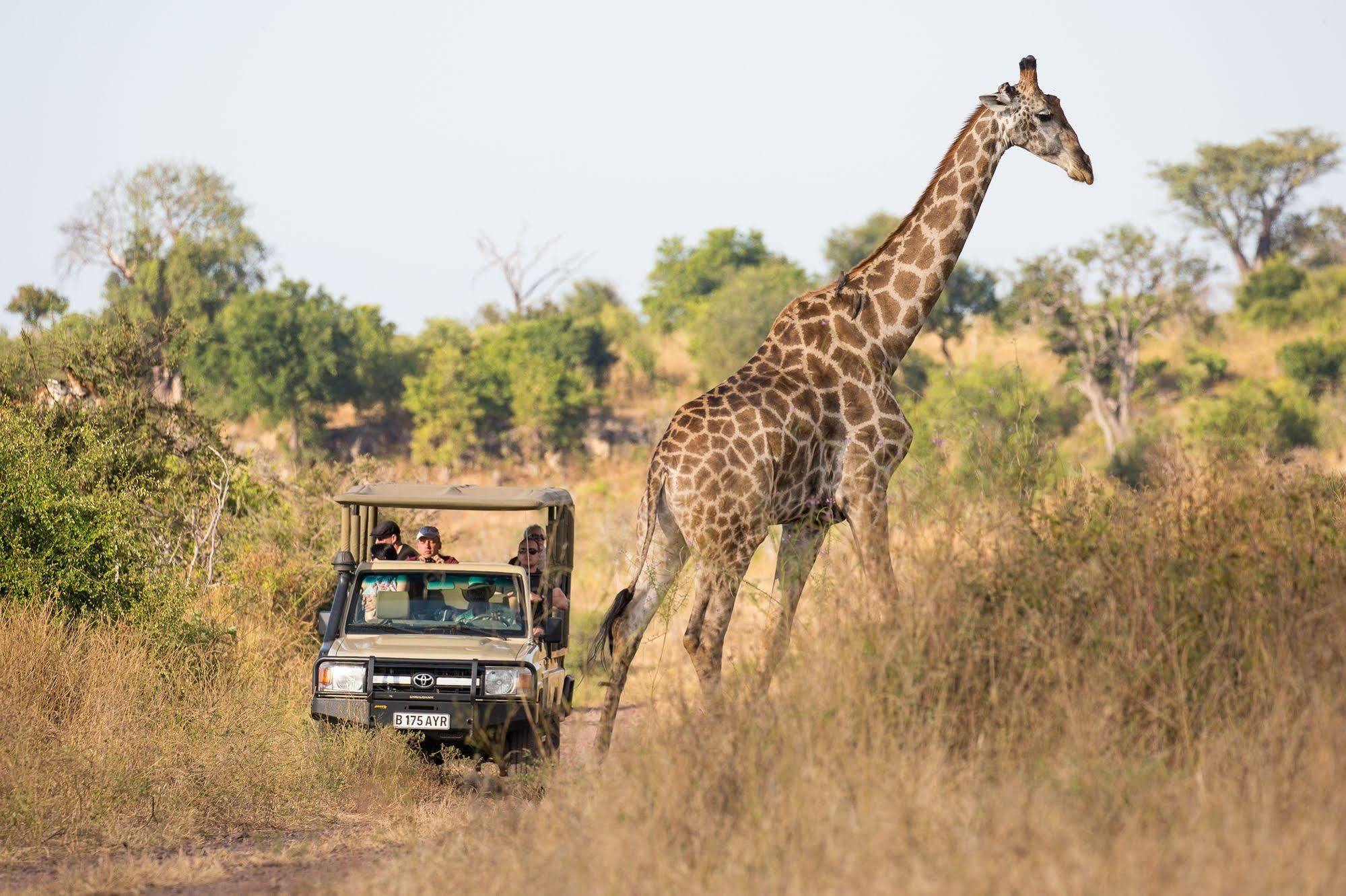Ngoma Safari Lodge Kavimba Kültér fotó