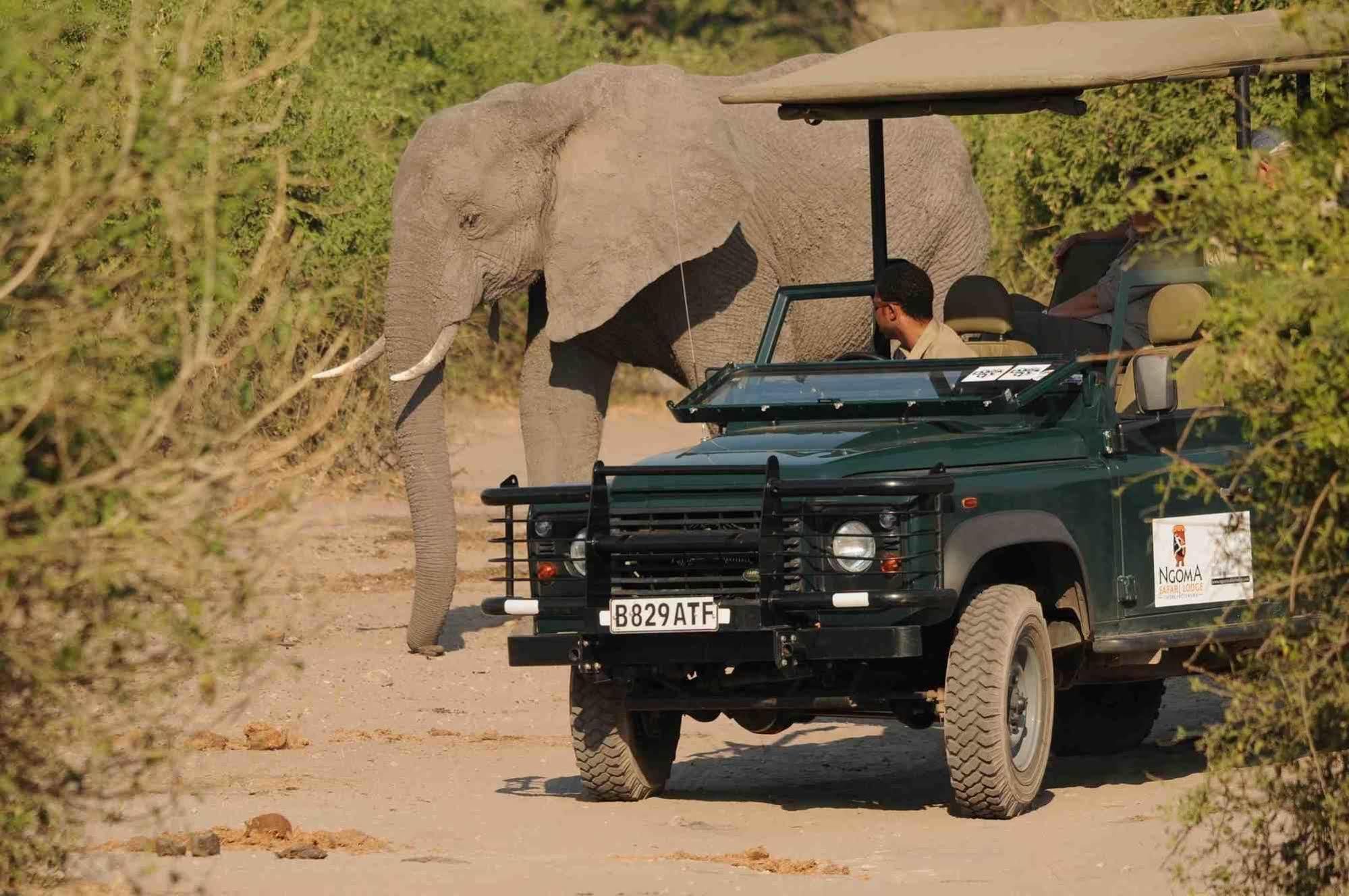 Ngoma Safari Lodge Kavimba Kültér fotó
